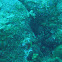 Stoplight parrot fish