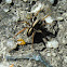 Salticid ?