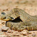 Eastern Hog-nosed Snake