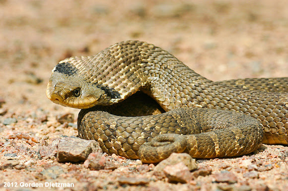 Spotting Image 1