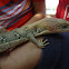 Alligator Lizard