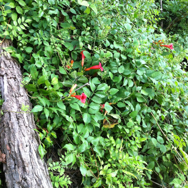 American Trumpet Vine Project Noah