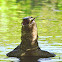 Monitor Lizard