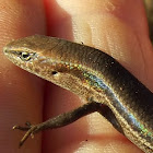 Garden skink