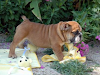 Orinal Tren Cachorros Bulldog Ingles Disponible