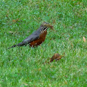 American Red Robin