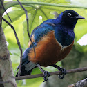 Superb Starling