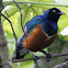 Superb Starling