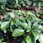 Pachysandra