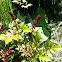 Astilbe