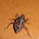 Stink Bug