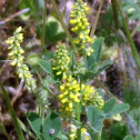 Yellow Sweet Clover