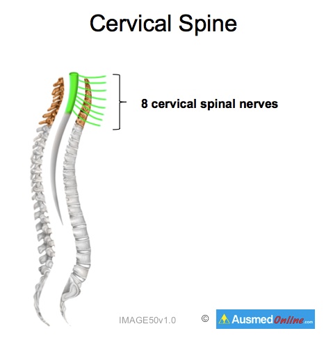 Cervical Spine