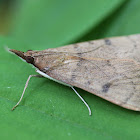 moth