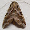 Florida Fern Moth