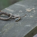 Northern black racer