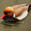 Red-Crested Pochard