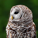 Barred Owl
