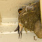 Barn Swallow