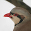 Rock Partridge