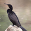 Neotropic Cormorant