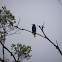 Montezuma's Oropendola