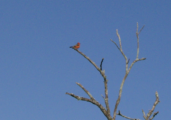 Spotting Image 1
