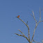 Vermilion Flycatcher