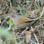 Streaked laughingthrush
