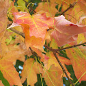 Red Maple