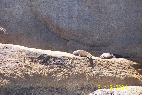 Spotting Image 1