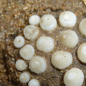 Freshwater Drum (pharyngeal teeth)