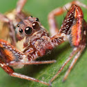 Jumping Spider