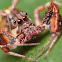 Jumping Spider