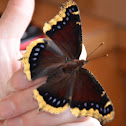 Morning Cloak Butterfly