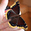 Morning Cloak Butterfly