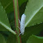 Orchard Ermine Moth
