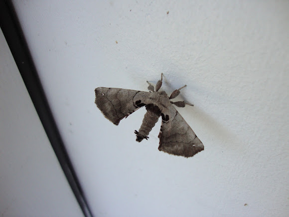 Spotting Image 1