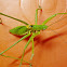 Katydid Nymph