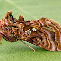 Wavy Chestnut Y