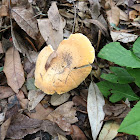 Russula?