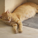Cat (Gatto)
