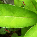 Assassin bug
