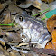 Eastern Spadefoot Toad