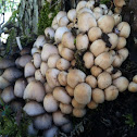 Mica Cap