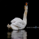 Swan