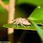 True Bug