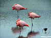 Galapagos Islas Encantadas