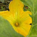 pumpkin flower