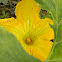 pumpkin flower
